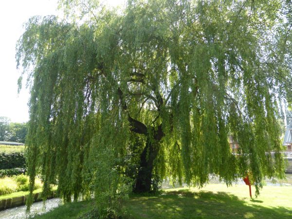 Willow Tree Trimming in Leander