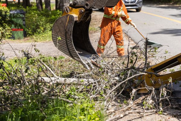 Tree Debris Cleanup