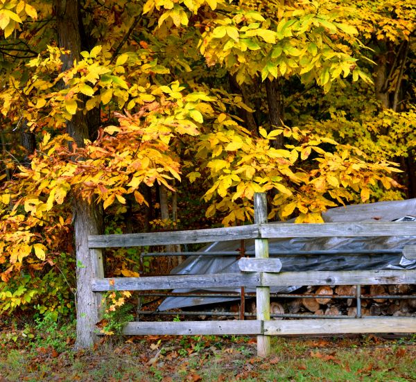 Hickory Tree Pruning in Leander