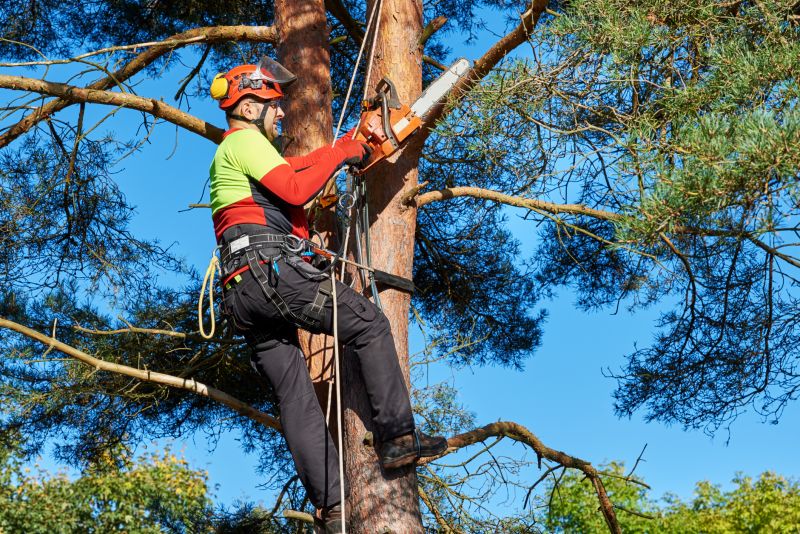 Equipment Used in Tree Trimming