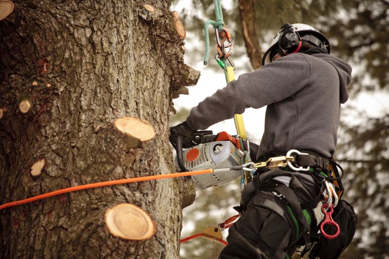 Arborist Performing Tree Trimming