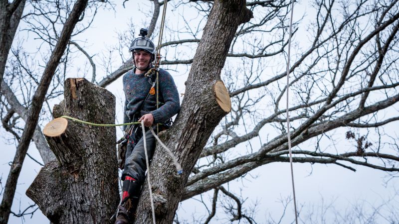 Professional Tree Service