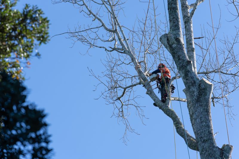 Tree Service Contractors