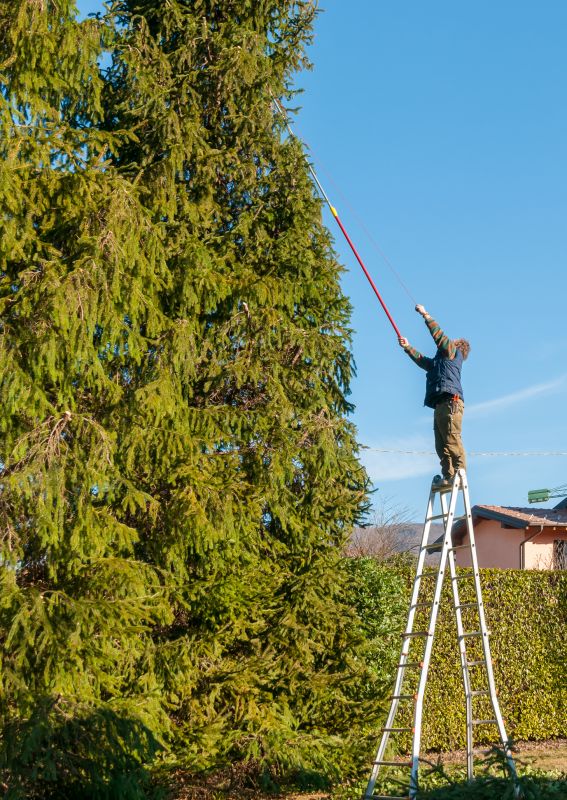 Tree Maintenance Contracts
